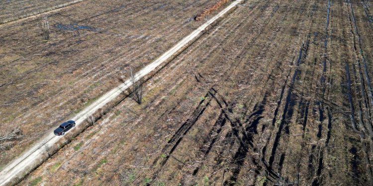 Mundo: Sudoeste da França devastado se prepara para os incêndios que virão
