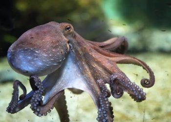 Mundo: Primeiras propostas de fazenda de polvo do mundo alarmam os cientistas