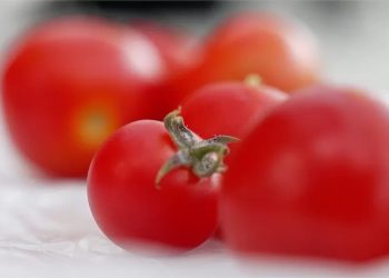Mundo: Inglaterra libera consumo de comida geneticamente editada