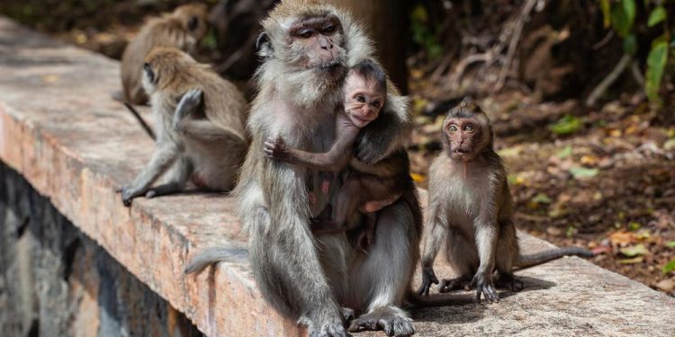 Mundo: Gangue de macacos invadem banheiro e matam idosa de 70 anos
