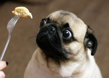 Pets: Coisas que os humanos fazem que os cachorros odeiam