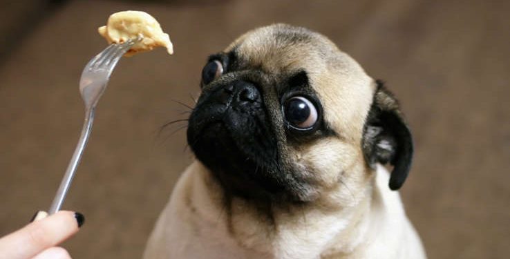 Pets: Coisas que os humanos fazem que os cachorros odeiam