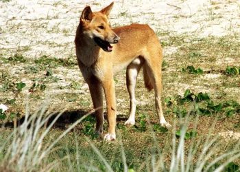 Mundo: Dingo ataca criança na Austrália