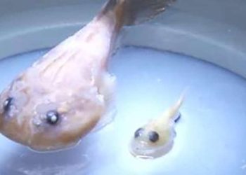 Ciência: Pesquisadores capixabas descobrem nova espécie de peixe