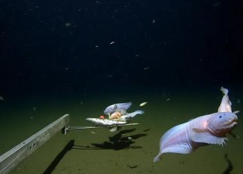 Mundo: Encontrado peixe mais profundo de todos os tempos no fundo do mar no Japão