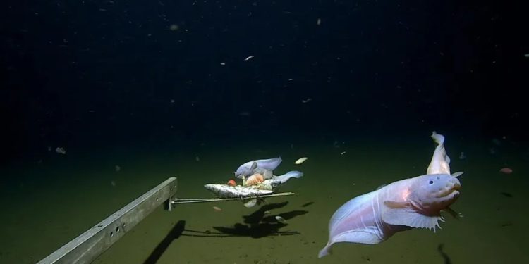 Mundo: Encontrado peixe mais profundo de todos os tempos no fundo do mar no Japão