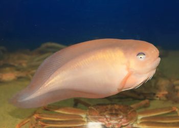 Mundo: Peixe encontrado a mais de 8 km de profundidade no mar do Japão