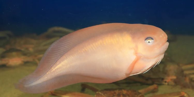 Mundo: Peixe encontrado a mais de 8 km de profundidade no mar do Japão
