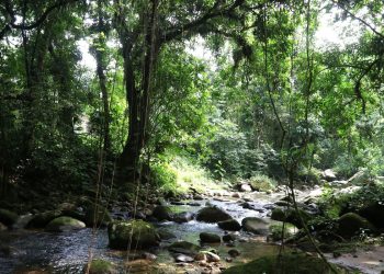 Brasil: Reservas ecológicas na Mata Atlântica são mantidas por projetos privados