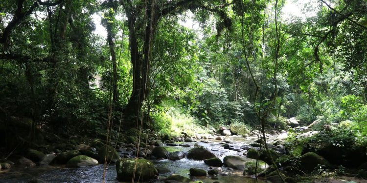 Brasil: Reservas ecológicas na Mata Atlântica são mantidas por projetos privados