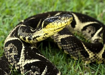 Brasil: Encontrada em Niterói (RJ) cobra venenosa grávida de 43 filhotes