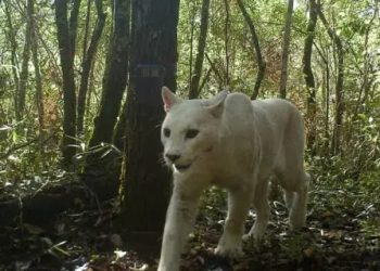 Meio Ambiente: Primeira onça-parda branca do mundo é encontrada no Parque Nacional da Serra dos Órgão