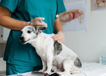 Anchieta: Raiva animal é tema de palestra para agricultores, pecuaristas e trabalhadores rurais