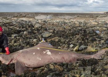 Mundo: Suíço encontra tubarão tigre de mais de 4 metros em praia irlandesa