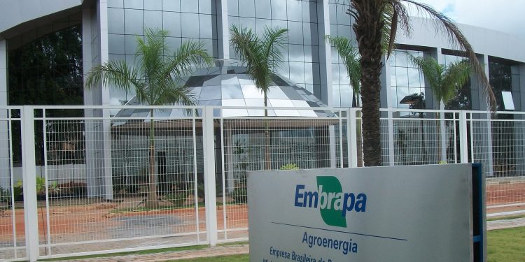 Brasil: Embrapa chega aos 50 anos com foco em segurança alimentar e agropecuária