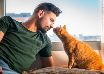Pets: O que você precisa saber antes de adotar um gato