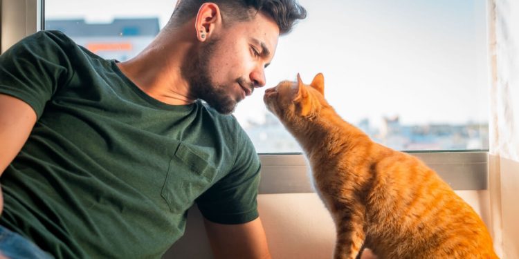 Pets: O que você precisa saber antes de adotar um gato