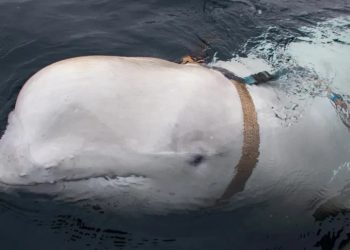 Mundo: Noruega alerta para baleia “espiã” russa