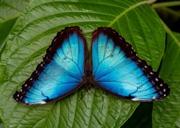 Mundo: Fósseis raros revelam a evolução das borboletas em 100 milhões de anos