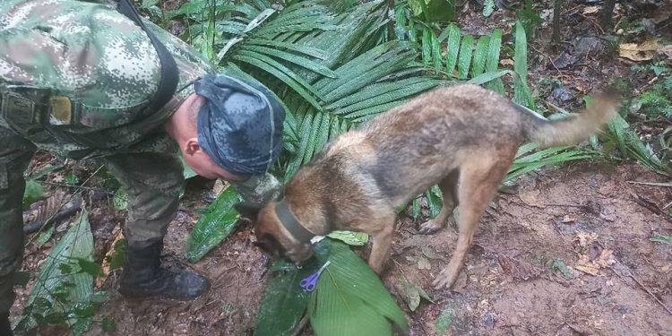 Mundo: Crianças são encontradas vivas na selva semanas após queda de avião