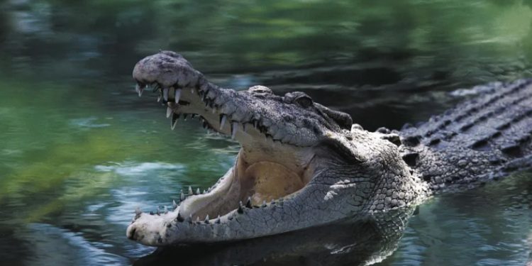 Mundo: Mergulhador sobrevive após ficar com a cabeça presa na boca de crocodilo na Austrália