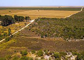 Brasil: Cerrado registra recorde de alertas de desmatamento em abril