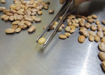 Brasil: Fiscais apreendem arroz, feijão, café e azeite com irregularidades