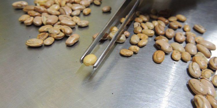 Brasil: Fiscais apreendem arroz, feijão, café e azeite com irregularidades
