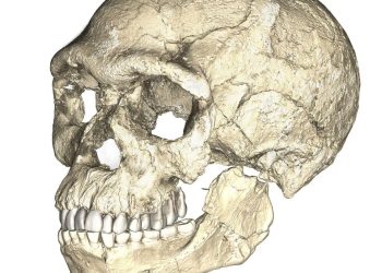 Mundo: Dados do genoma lançam luz sobre como o Homo sapiens surgiu na África