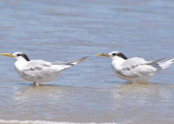 Brasil: Estado do Rio registra terceiro caso de gripe aviária
