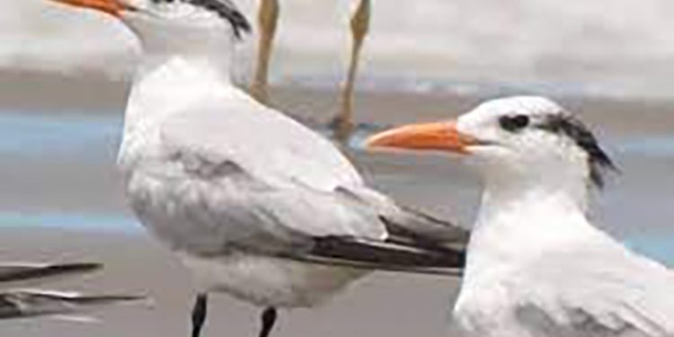 Brasil: ES sacrifica 26 aves para conter disseminação da gripe aviária