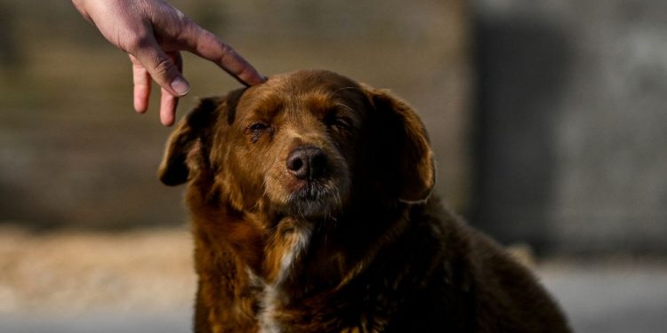 Internacional: Cachorro mais velho do mundo completa mais um ano de vida