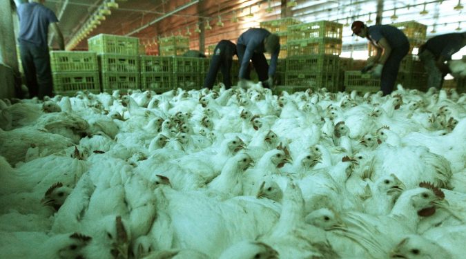 Brasil: País registra caso de gripe aviária em aves silvestres