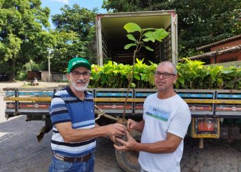 Anchieta: Prefeitura entregará 15 mil mudas de cacau a agricultores do município