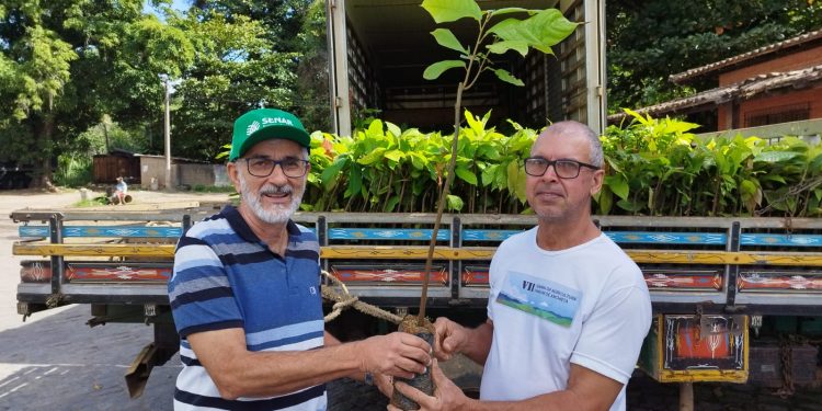 Anchieta: Prefeitura entregará 15 mil mudas de cacau a agricultores do município