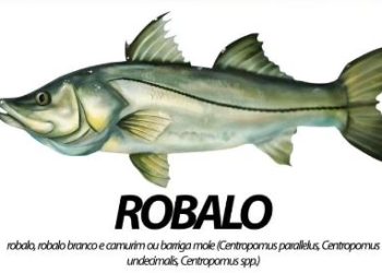 Anchieta: Robalo está protegido pelo defeso até 30 de junho