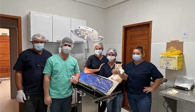 Alfredo Chaves: Prefeitura inicia projeto de castração gratuito a cães e gatos
