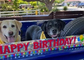 Mundo: Festa de aniversário de 100 anos com mais de 200 cães como convidados