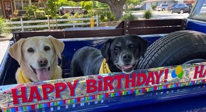 Mundo: Festa de aniversário de 100 anos com mais de 200 cães como convidados
