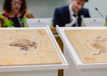 Brasil: Fóssil do dinossauro Ubirajara jubatus é repatriado ao país