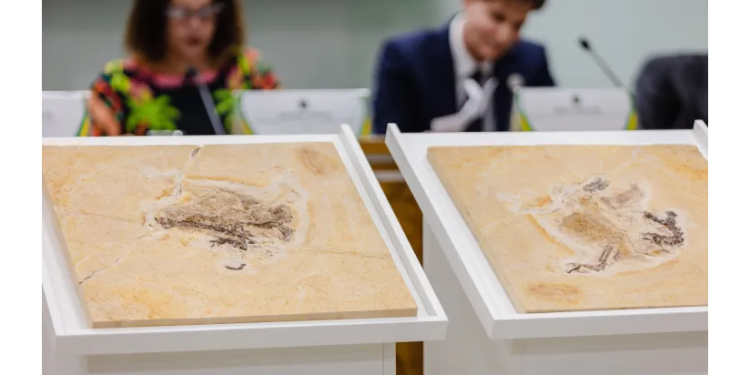 Brasil: Fóssil do dinossauro Ubirajara jubatus é repatriado ao país