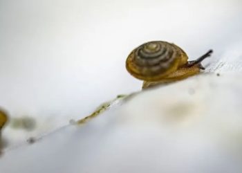 Mundo: Caracóis viajam quase cinco mil km em tentativa de salvar espécie