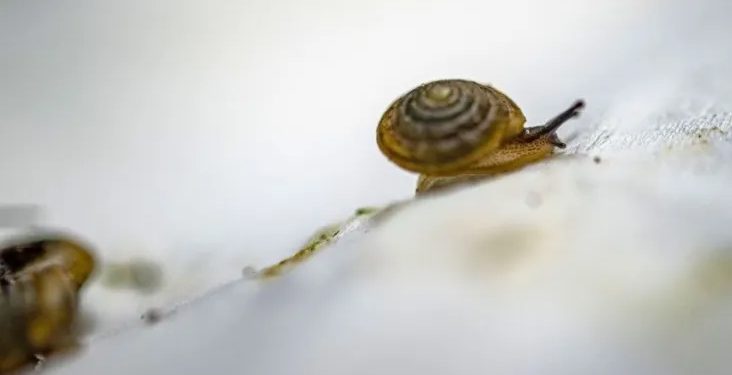 Mundo: Caracóis viajam quase cinco mil km em tentativa de salvar espécie