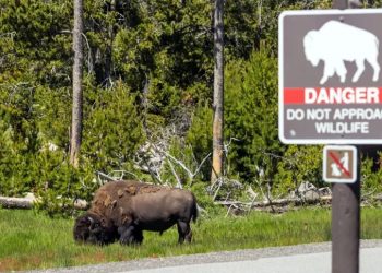 Mundo: Turistas “dão carona” a filhote de alce nos Estados Unidos