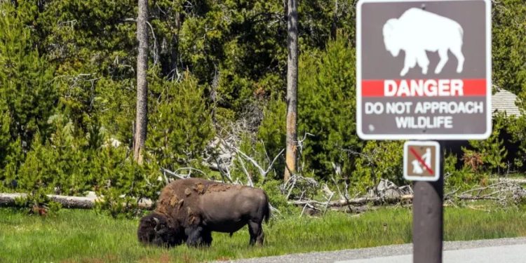 Mundo: Turistas “dão carona” a filhote de alce nos Estados Unidos