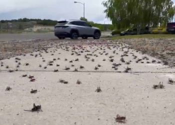 Mundo: Milhões de grilos invadem cidade nos Estados Unidos