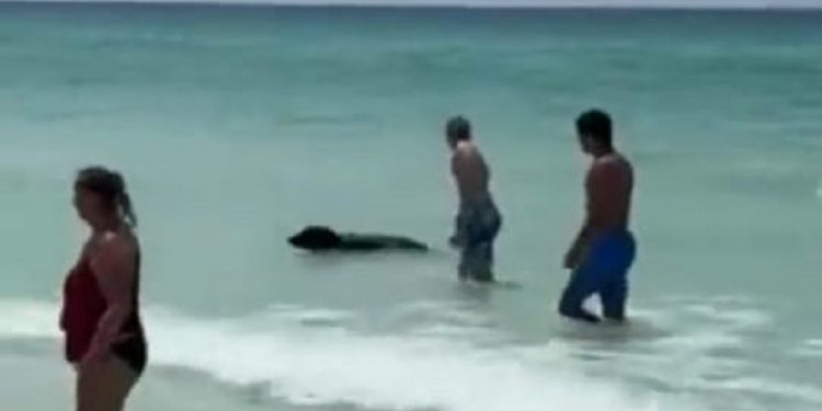 Mundo: Urso negro é visto em praia dos Estados Unidos e assusta banhistas