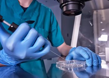 Mundo: Cientistas criam os primeiros modelos sintéticos de embriões humanos