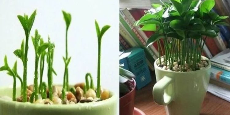 Bem-estar: Decore e perfume sua casa plantando limão em uma xícara