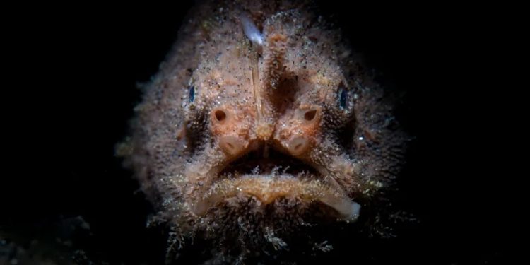 Submarino desaparecido: Pesquisas e riscos das explorações sobre as profundezas do oceano